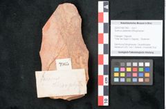 Foto (Objekt + Etikett) von Quercus palaeoilex Ettingshausen (NHMW-GEO-2024-0188-7965)